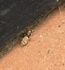 Salticus sp.